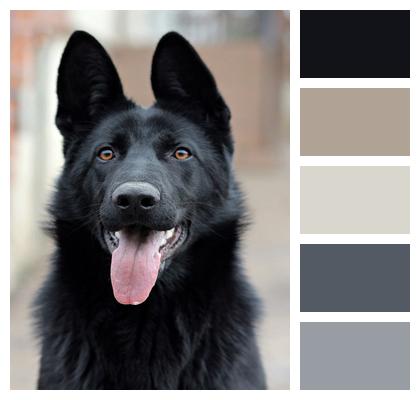 Black German Shepherd Dog Portrait Image